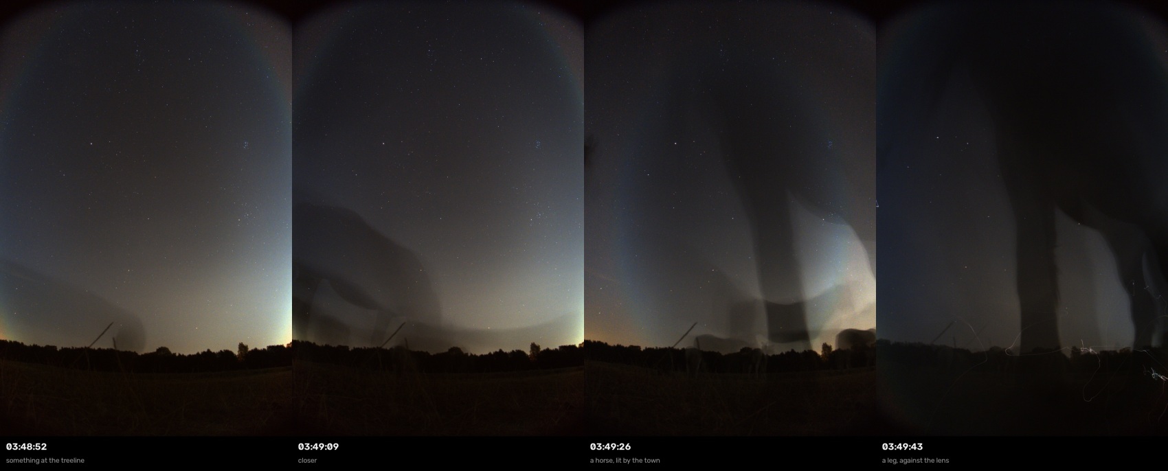 Four consecutive frames in which a horse walks up to the camera, ending with a leg filling the lens